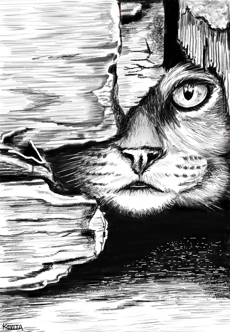 Student's pencil shading artwork of a cat demonstrating light and shadow techniques